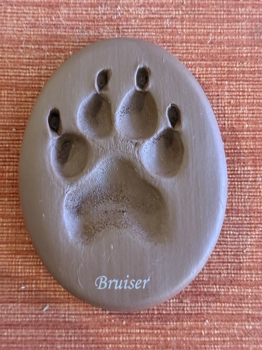 AZ_GSP's tweet photo. Bruiser came home today. I’m NGMI 😢 https://t.co/npb8QfAlEo