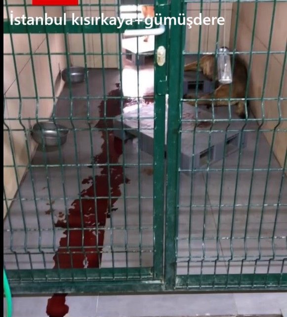 AtaturkBlack's tweet photo. "Merhamet, vicdan ve Allah korkusu; kana susamış, Allah’sızlar tarafından kan kaybından ölmüştür. 

Her yer kan revan içinde!" 
🩸
    🩸
🩸
   🩸
🩸
   🩸
🩸
     🩸
   🩸
🩸
💢

Köpek Barınak işkence Katliam
@AYMBASKANLIGI 
#YasaSuçaTeşvikEtmez
#yavrukediiçinhesapvakti https://t.co/O0a3ihxnt4