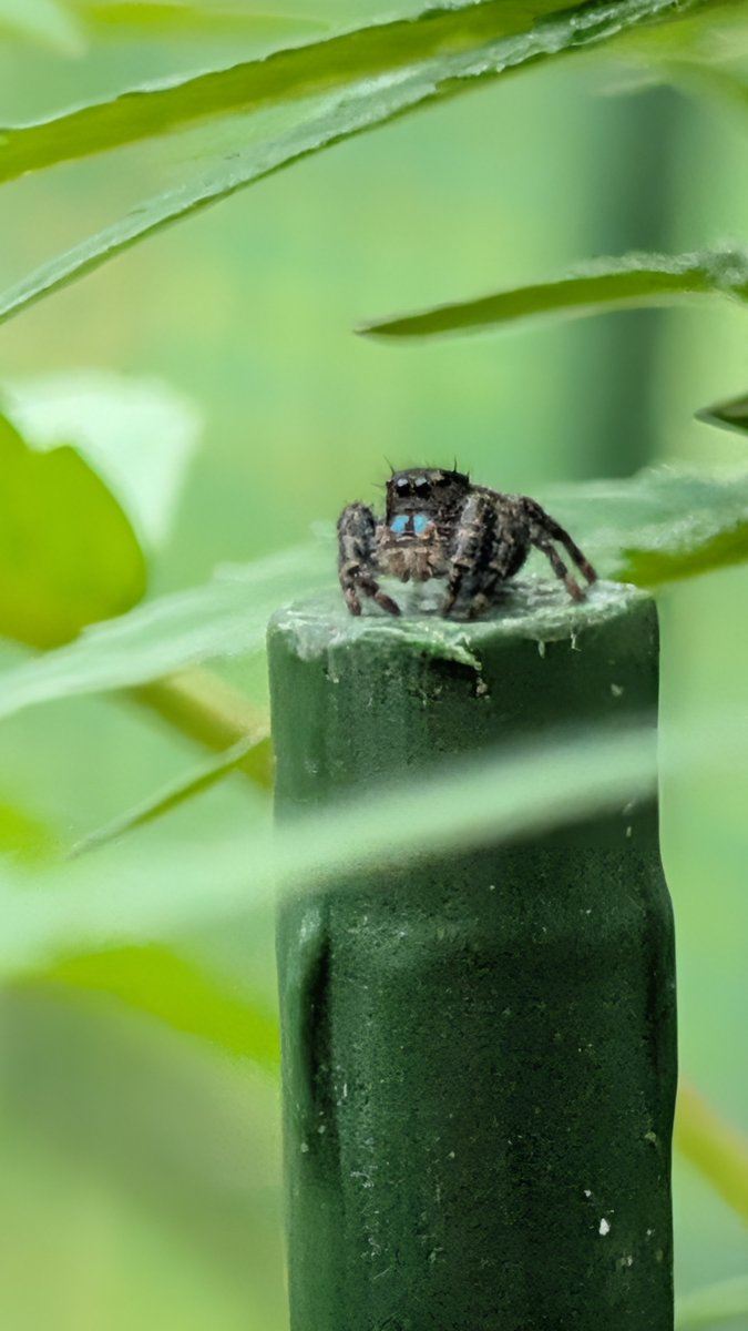 JustinSane80's tweet photo. Made a spider friend today https://t.co/AAvhNKVaF1