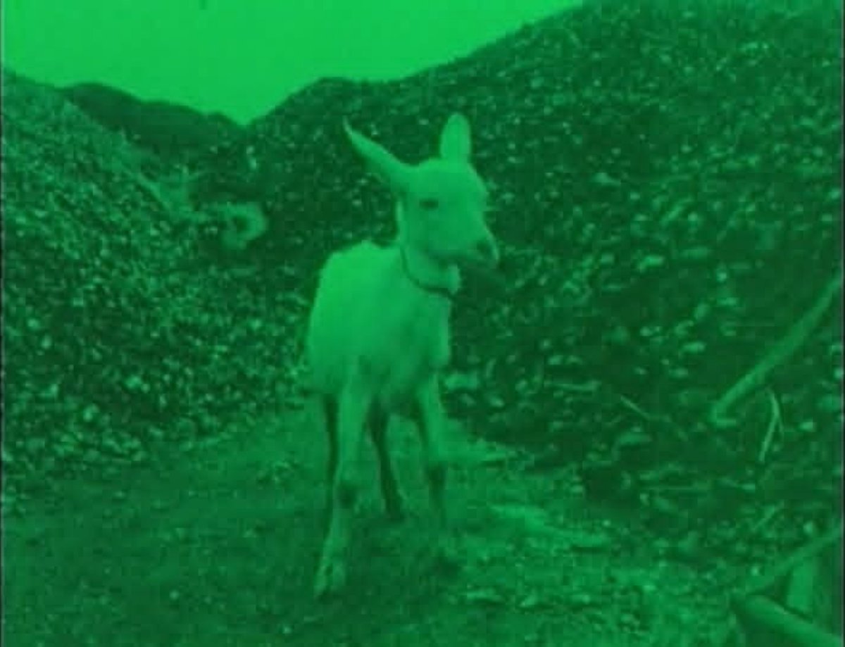 Kattiflam1's tweet photo. The Cage (1964) dir. Shuji Terayama https://t.co/icqVmMGuin