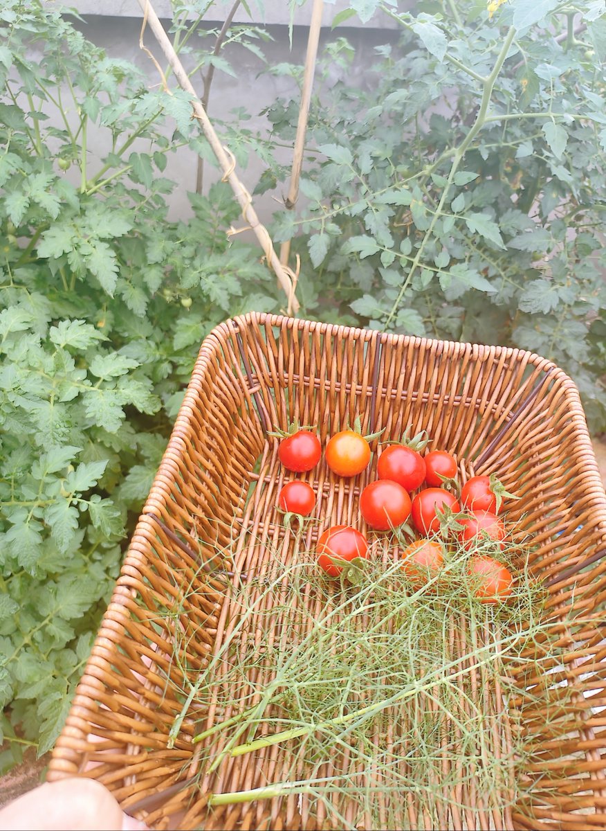 Adiwork3's tweet photo. Just grabbed the freshest cherry tomatoes, basil, and mozzarella for tonight’s caprese salad—farm stand finds hit different! https://t.co/RUGkGA2XHZ