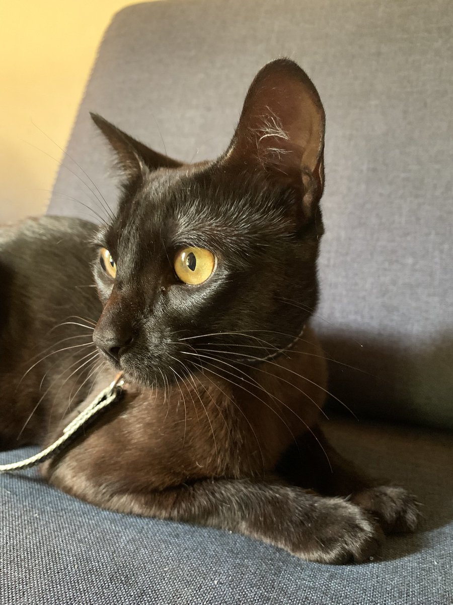 smp_atrasada's tweet photo. @julyameixa O gato dos meus cunhados, vulgo Francisco, Chico para os íntimos, mandou parabéns para a Mortícia 🖤 https://t.co/KX0KQz30SB