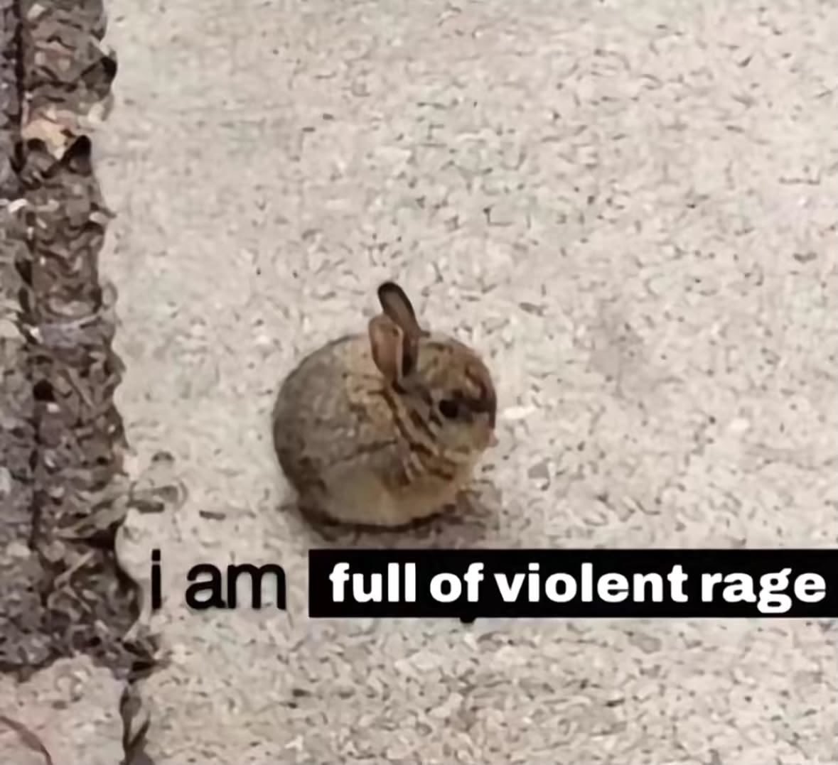bunnyposting_'s tweet photo. bunny needs a break. https://t.co/FozVVvziO9