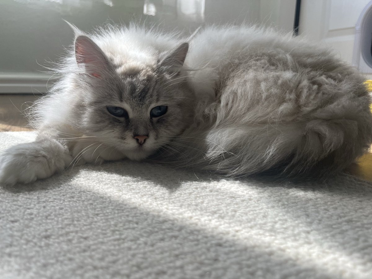 mauginnat's tweet photo. My pretty kitties. Frodo is turning 1 next month! 🫪 Eevee will be turning 2 in December. https://t.co/gxM3SmWKJu