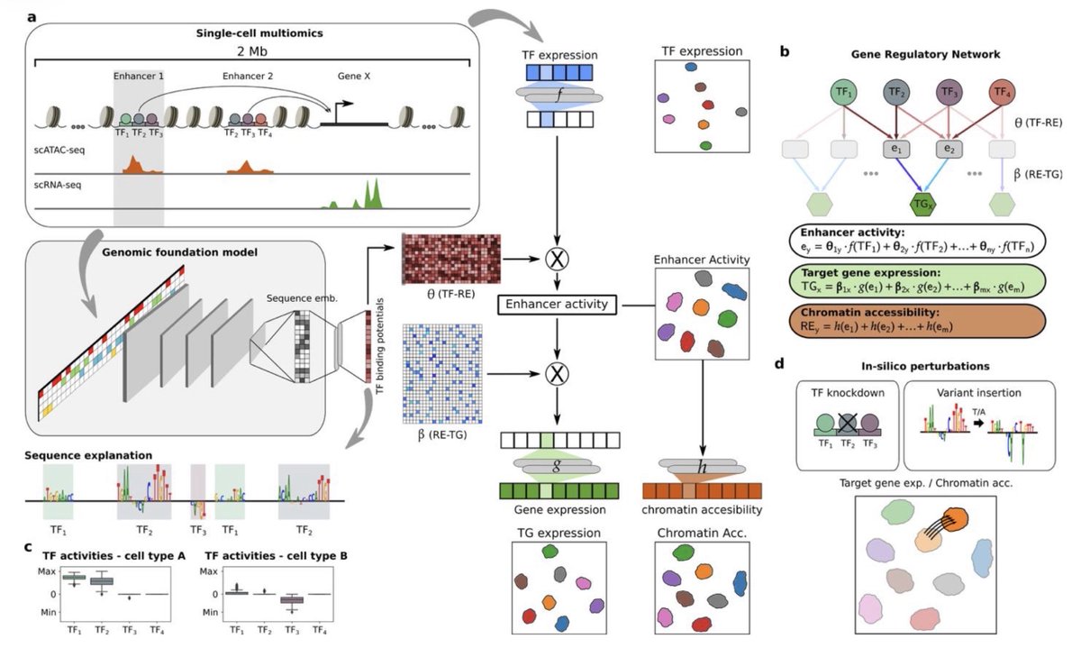 razoralign's tweet photo. DeepSCENIC: transfer learning from sequence-to-function models enables causal gene regulatory network inference https://t.co/fPR9pANgXE https://t.co/4ukvsWuNS5