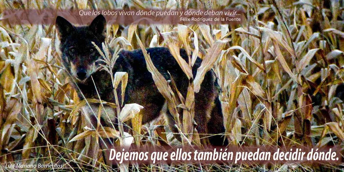 ascel_lobo's tweet photo. Hoy pistoleros a sueldo del Gobierno de Cantabria y mal llamados "Agentes del Medio Natural" @cantabriaAMN, han matado en Guriezo (paraje "El Juncal") a un lobo macho de 5 años y 37,8 kg. En epoca de reproducción y con cachorros aún dependientes de los adultos. Asco y vergüenza. https://t.co/B6JOsWnz5Q