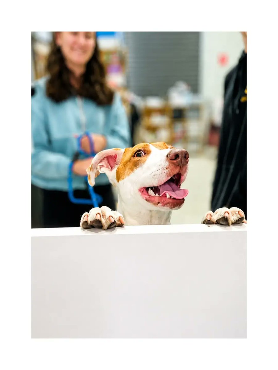 lo_contrario's tweet photo. Welcome to the HNE Family, Spice. Returned twice for being “too happy, ” this deaf, joyful girl deserves an active, patient family who sees her enthusiasm as the gift it is. She turns one in September and is ready for her forever home. https://t.co/opmwQLKrGT