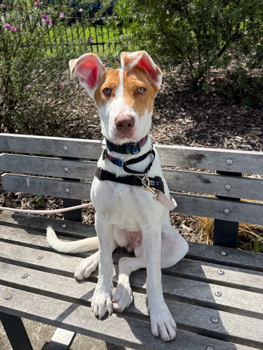 lo_contrario's tweet photo. Welcome to the HNE Family, Spice. Returned twice for being “too happy, ” this deaf, joyful girl deserves an active, patient family who sees her enthusiasm as the gift it is. She turns one in September and is ready for her forever home. https://t.co/opmwQLKrGT