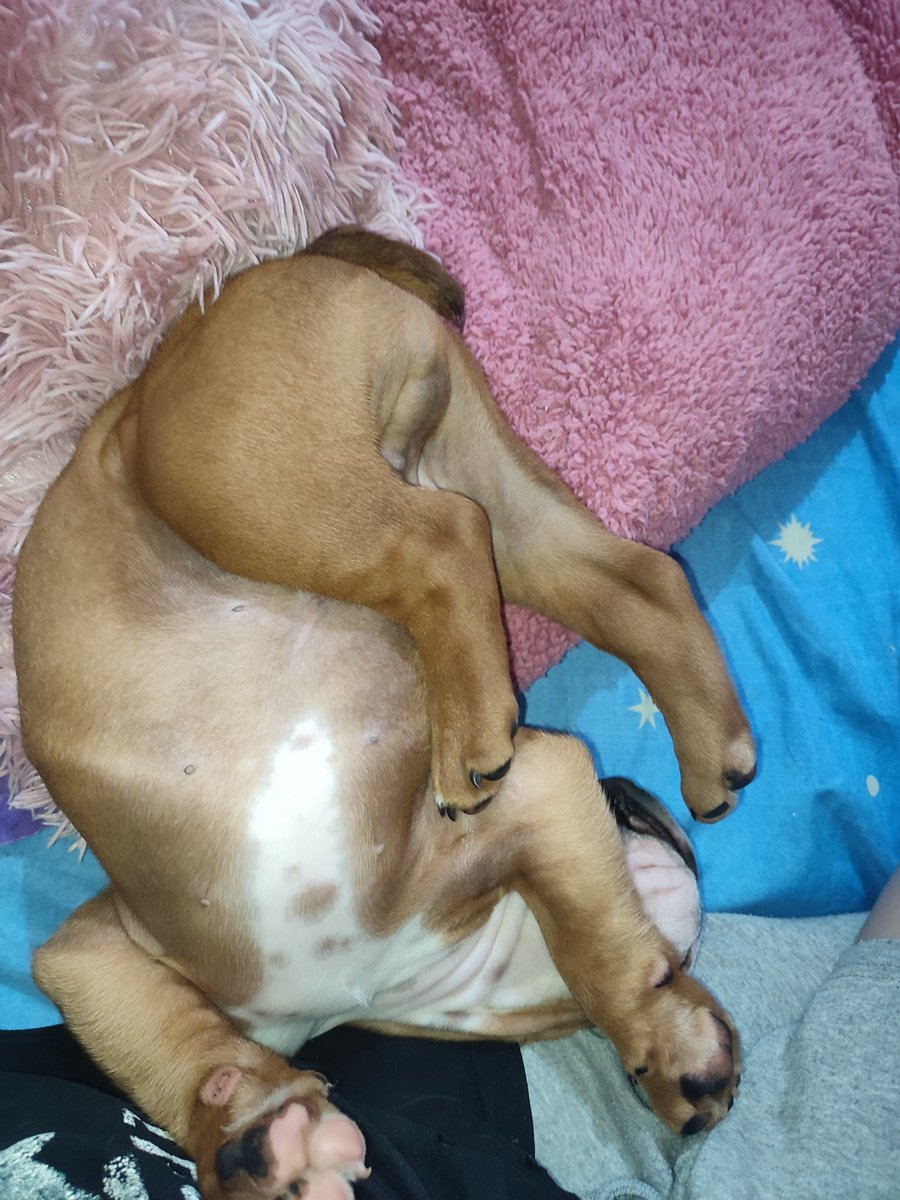 nicolee_357's tweet photo. @lilitthiie Un poquito raros son jajajaja https://t.co/ovIAr65OmN