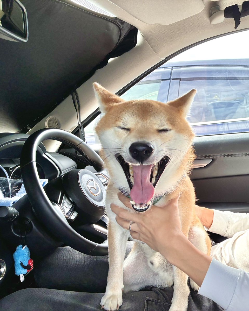 ht_trust_23192's tweet photo. おはようございます( ˶˙ᵕ˙˶ )☀️

シルバーウィークは、地元の熊本へ帰省しました🚗³₃
片道1,270kmの長旅でしたが、夫と運転を交代しながら、愛犬と一緒に帰りました🐶✨

自然いっぱいの熊本で、とってもリフレッシュできました🌿
あか牛も食べました🐮😆

今週は2営業日しかありませんが、しっかり頑張ります(  ’  ’  )♡

#採用 #人事 #RPO #採用広報 #熊本 #犬のいる暮らし #TrustDesign #エンジニア採用 #中途採用 #求人広告 #SES採用 #SES業界
