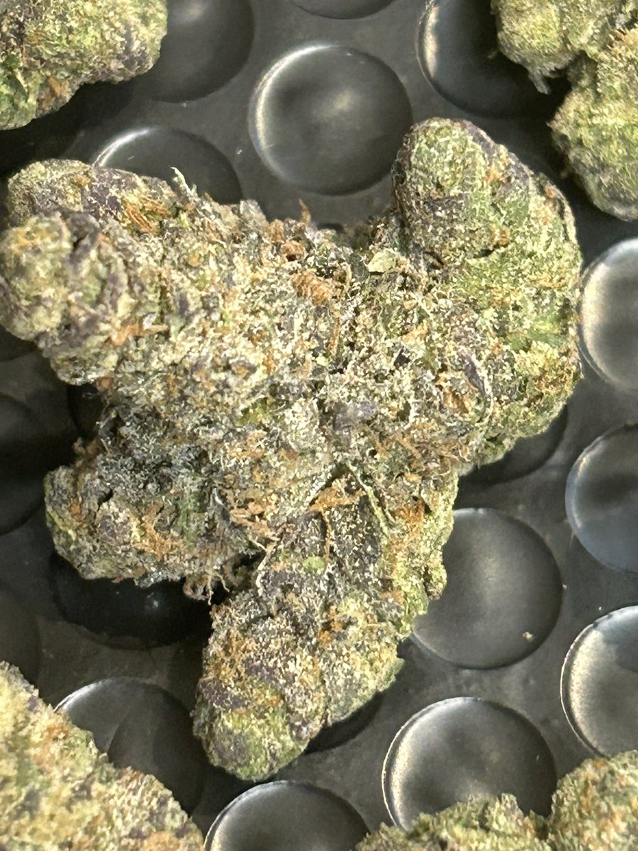 StopPlugPricing's tweet photo. Gas Alert!!🚨
- Zereal exotic $99zip!! 
- Genetics Experts!😩⛽️

#cannabis #Hemp #weed

Get it here 👇🏻
https://t.co/XZsojsSspA https://t.co/vWnnrI9Ylo