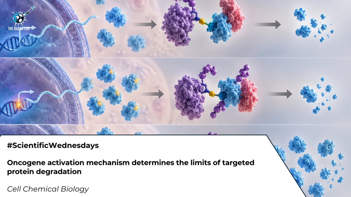 Babaklab's tweet photo. A new study in Cell Chemical Biology explored how the mechanism driving oncogene overexpression can determine the effectiveness of protein degraders such as PROTACs.
Link in the comments 👇
#TargetedProteinDegradation #PROTAC #CancerResearch #DrugDiscovery #Oncology https://t.co/KUkoGoG1h0