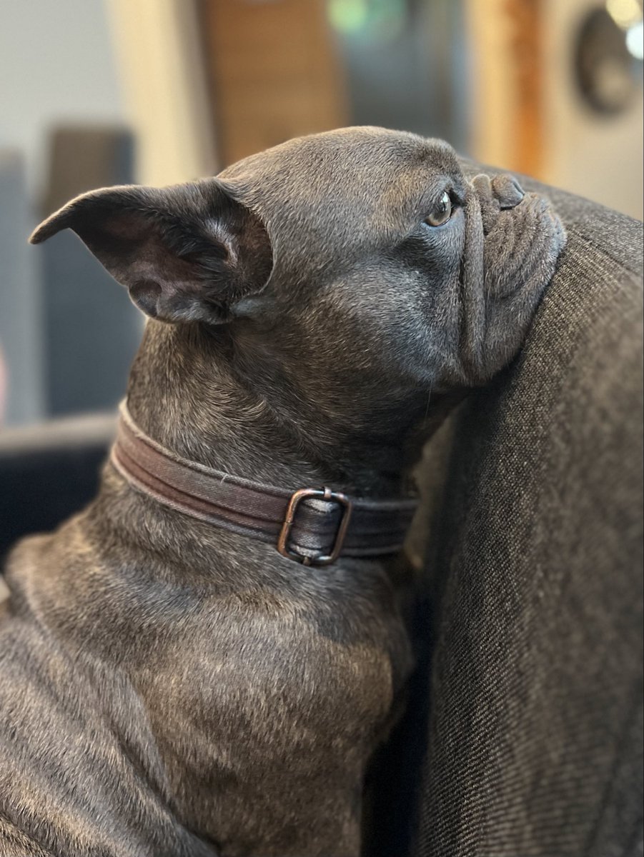 GuyFieri's tweet photo. Happy 6th birthday to my cohost and best friend CASH aka “pig pig”

He’s my hiking buddy, the defender of invisible invaders of the house and ranch, a professional snoring machine, and a bowling ball with legs. 

Love ya CASH 💵 https://t.co/FR6NUyhltw