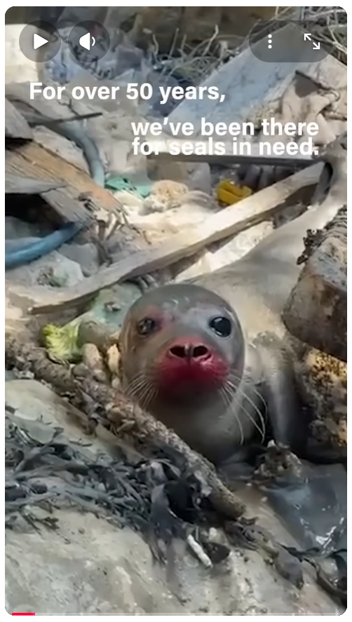 ginkoji's tweet photo. ←動画の中のこの子が、今、ゴルフバット(seapool)にいるナラ（INTAK名イズミ）です。ゴミ回収のクレーンに巻き込まれ、ゴミ箱の中で声をあげて救出された子
→Rnatoさんの写真から、今、こんなに立派になり、多分、近々卒園（ワッデン海解放）です
#アザラシ幼稚園
#wecwaddenzee https://t.co/3Pya3tx4yl
