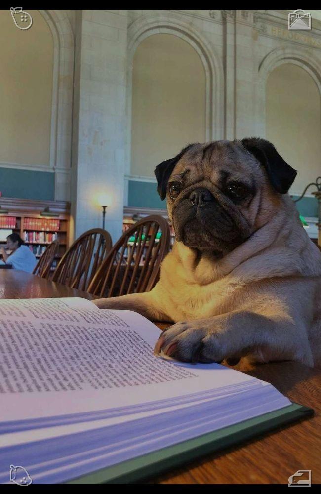 Meera7485's tweet photo. Elara and Leo decided to stay in town permanently, buying a small cottage near the garden, and Elara opened a small photography studio, teaching classes, sharing her passion, helping others find their own voice through art.🧡Humorous joke book on the living room table https://t.co/M8rBkjWaQu