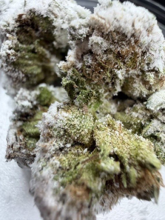 GreencloudCO tweet picture