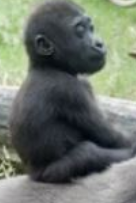 gorilla_tiny's tweet photo. https://t.co/GPDR96ZPlB