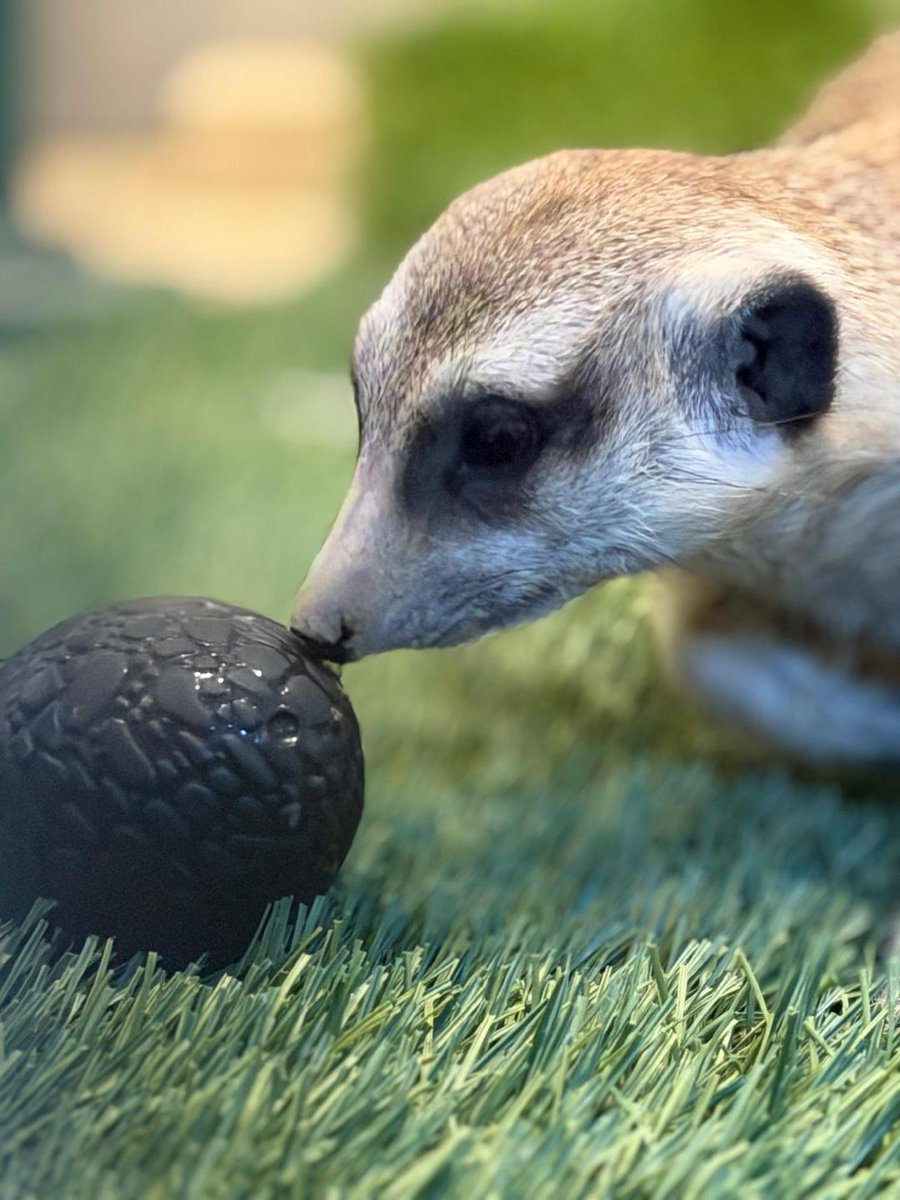 FresnoZoo's tweet photo. Summer might be over, but #Snootember goes on! Here is an artful display of snootness from one of our meerkats ๐
๐ธ: ZCS Hannah https://t.co/BYfBtD8bhz