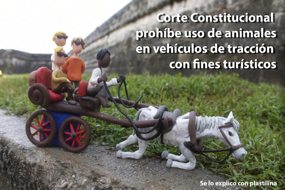 altereddie's tweet photo. La Sala Plena de la Corte Constitucional prohibió el uso de animales como vehículos de tracción en actividades turísticas, como las carrozas tiradas por caballos en Cartagena.

La decisión se tomó al estudiar una demanda contra la Ley 2138 de 2021, que permitía el uso de animales en actividades turísticas, agrícolas, pecuarias, forestales y deportivas, bajo reglamentación.

La Corte concluyó que permitir animales en actividades turísticas puede someterlos a un sufrimiento innecesario y señaló que la recreación turística no constituye un límite válido al deber constitucional de protección animal.