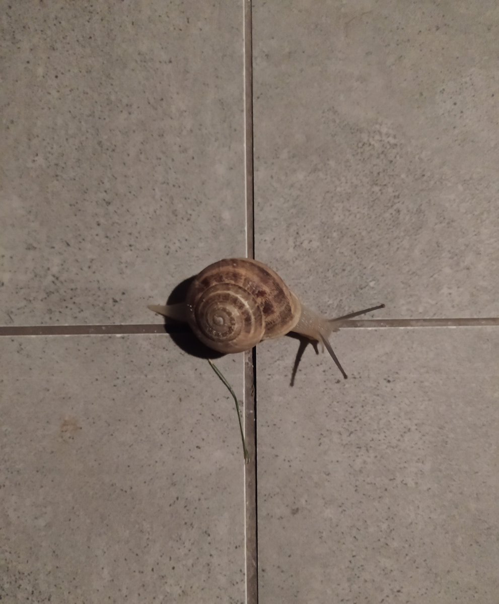ESDERADE's tweet photo. Hoş geldin küçük yolcu… 🐌
Verandama kadar gelmişsin ama hava soğudu artık.
Sana eşlik edemeyeceğim. Yolun açık, kabuğun sıcak olsun. 
Mevsim sessiz, benim gibi... Senin gibi...
#GeceyeBirSöz https://t.co/0E9Jv8NK5K