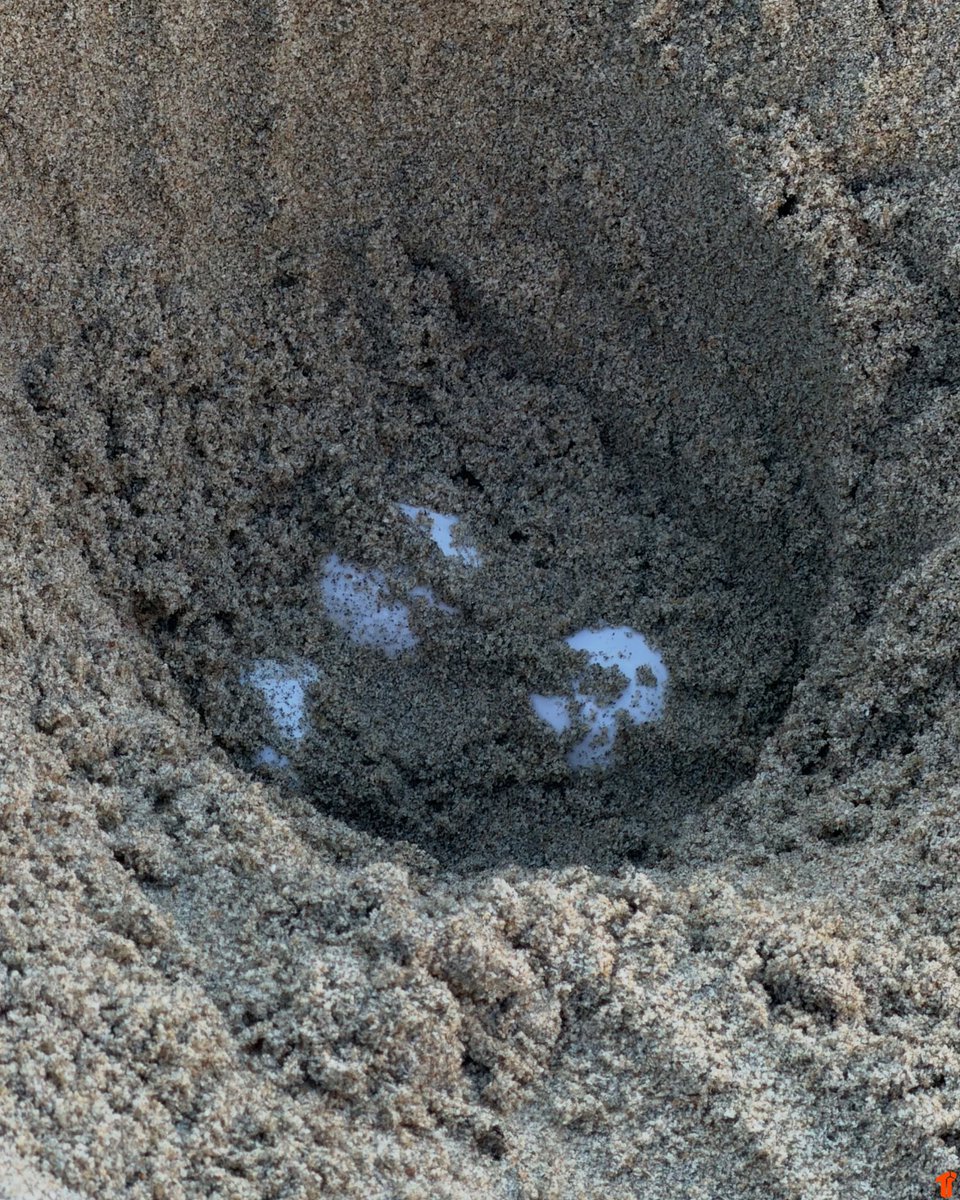 TheThizzler's tweet photo. Sea Turtle Makes History With First-Ever Recorded Nesting on the U.S. West Coast 🤯 https://t.co/YZ20bmz90X