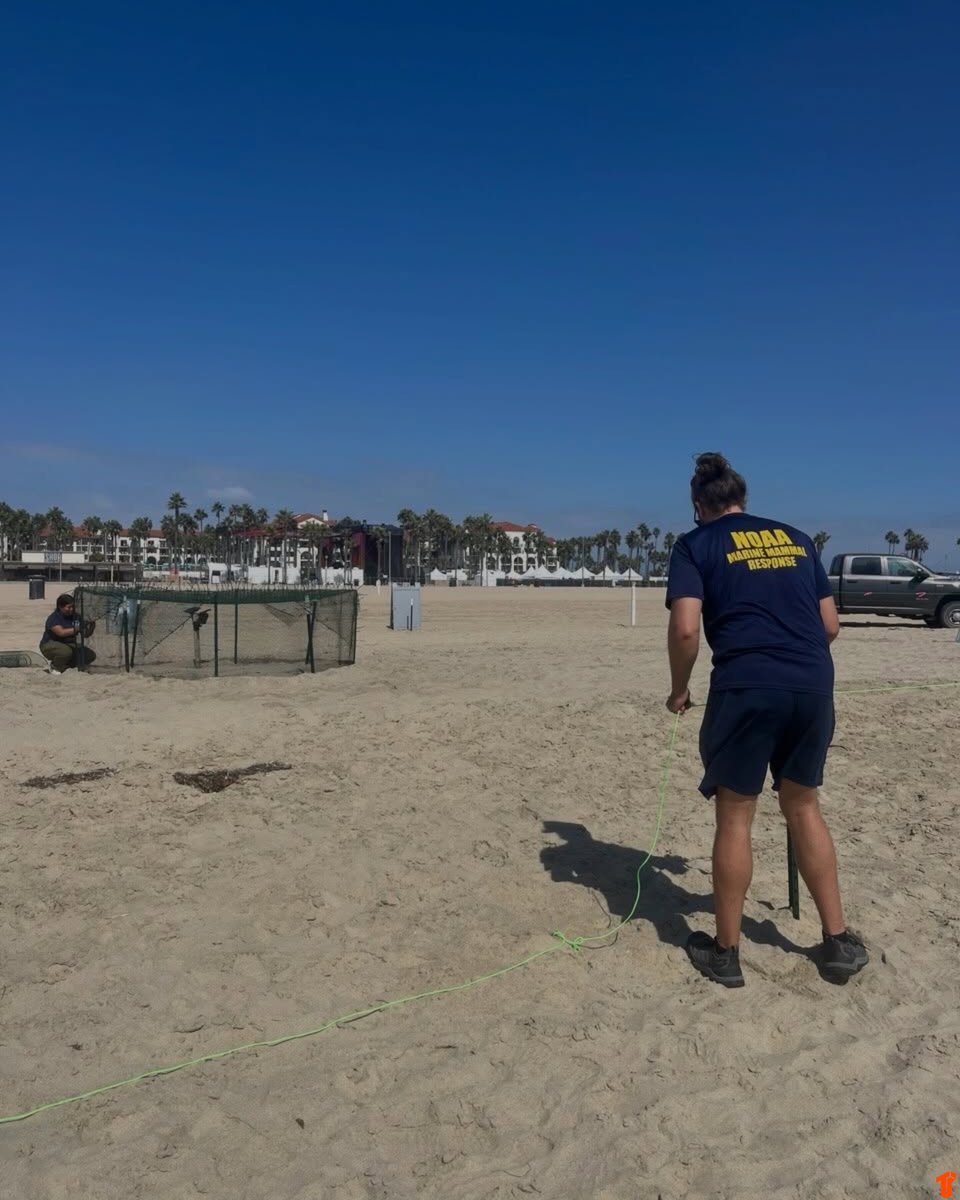 TheThizzler's tweet photo. Sea Turtle Makes History With First-Ever Recorded Nesting on the U.S. West Coast 🤯 https://t.co/YZ20bmz90X