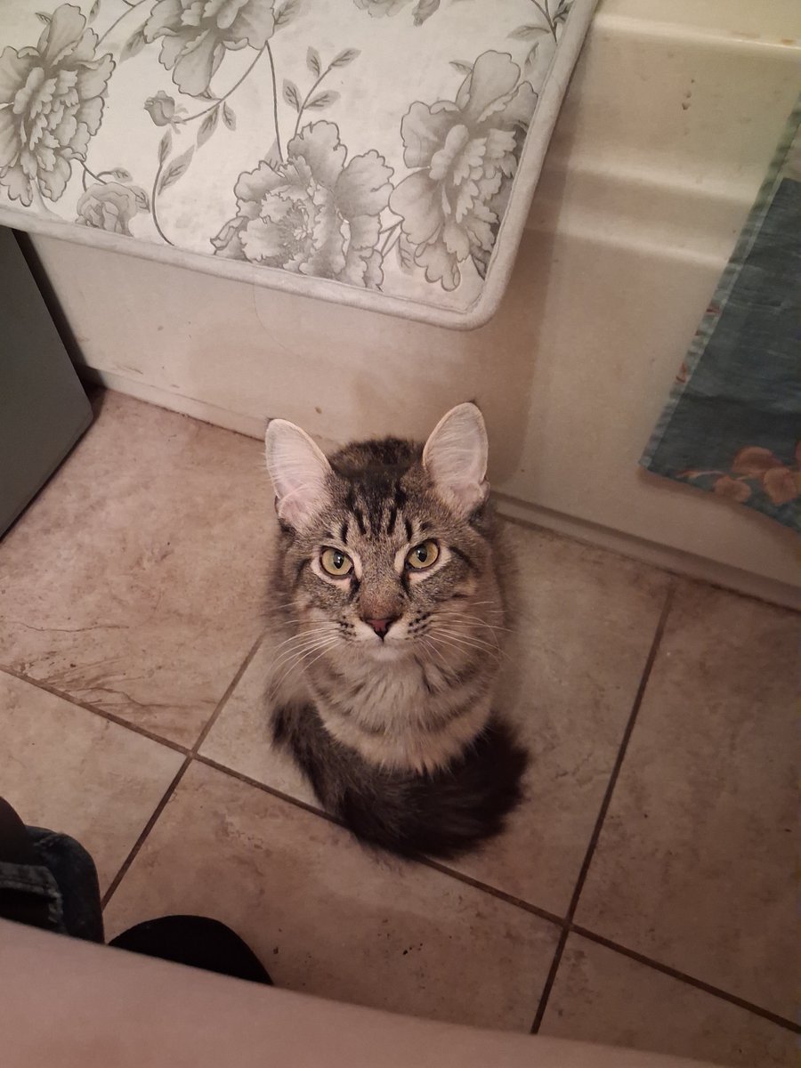 il_duce07's tweet photo. The boy waits patiently to be fed https://t.co/6HiSi7tGz8