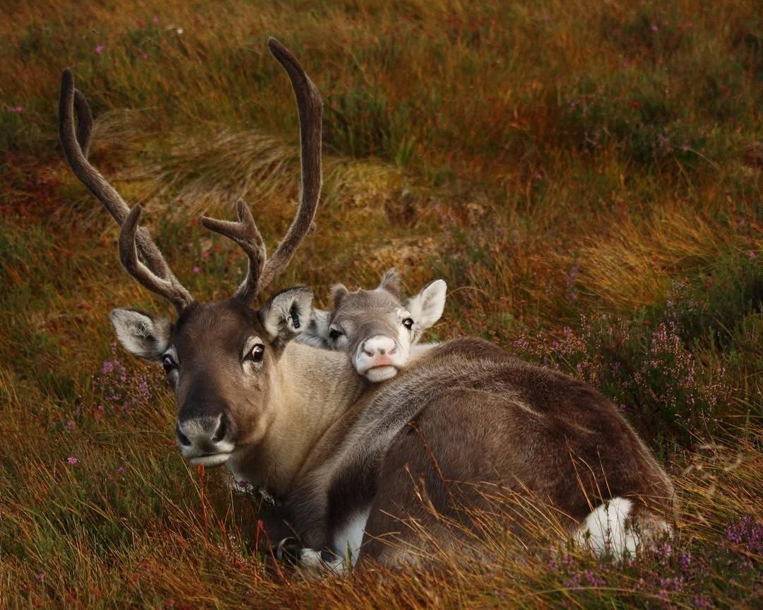 Deerpostss's tweet photo. Let's rest with mama https://t.co/CwgG1ncxq2