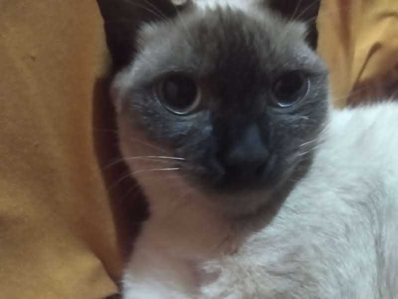 s4abre's tweet photo. @maringuaba É o mesmo gato??? https://t.co/DCD4kBfC8W