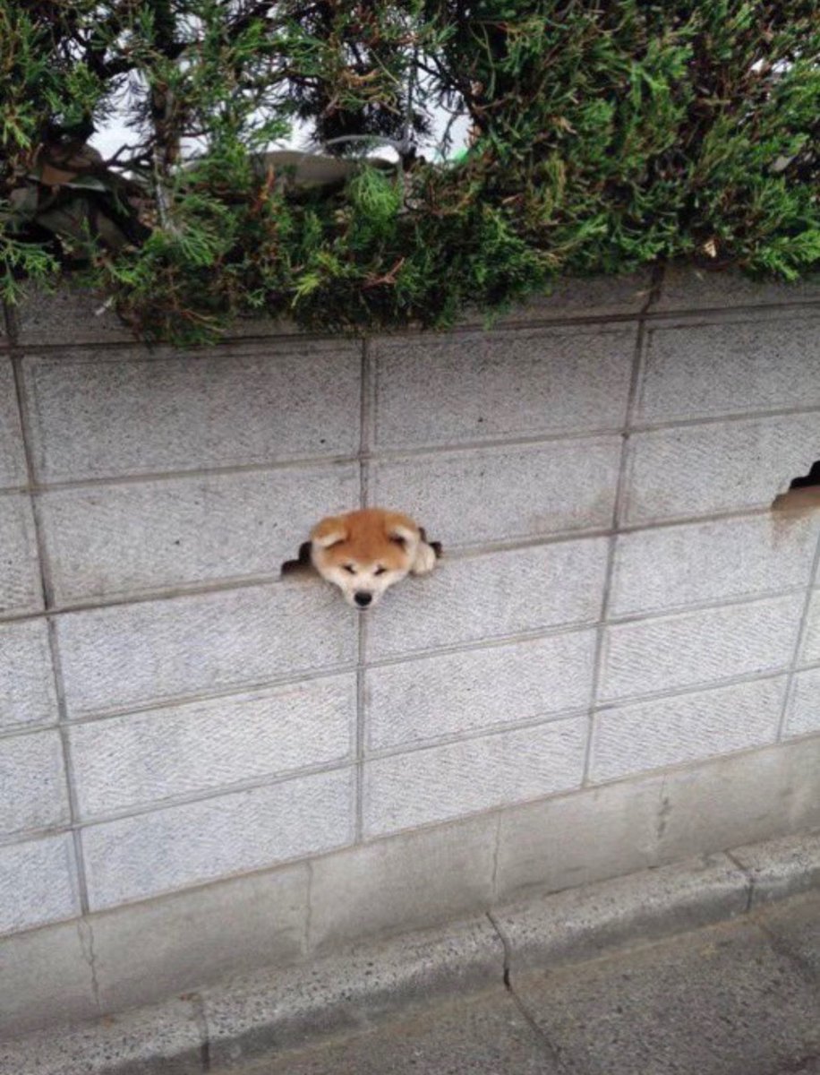 animal_kyawa_'s tweet photo. どうにかして顔を出して
見送りしたいワンコ🤣 https://t.co/wuxi92A652