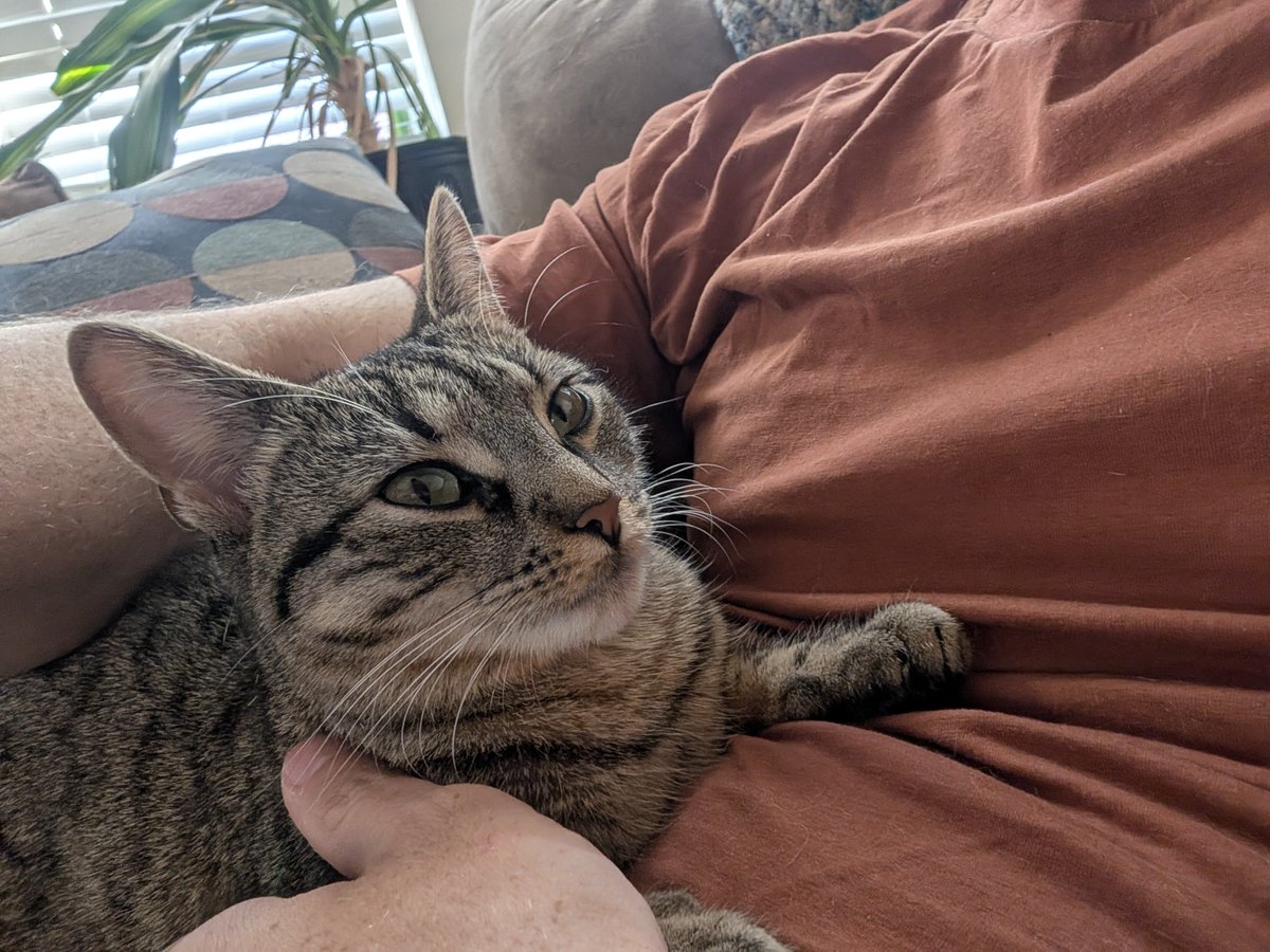 somethings_awry's tweet photo. I love petting my cats and they're just mysteriously wet. Yes, keep me wondering. https://t.co/RO4ZOTDy0V