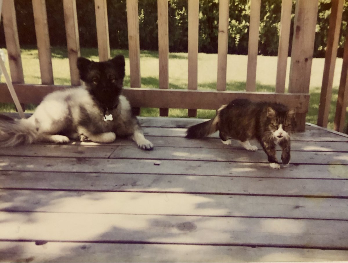 Holdentwd's tweet photo. Shogun my Keeshond dog 🐕 and Maggie my cat at 13 the year she died. 🕯️🐈🐱 Meow https://t.co/ajazbwWavT
