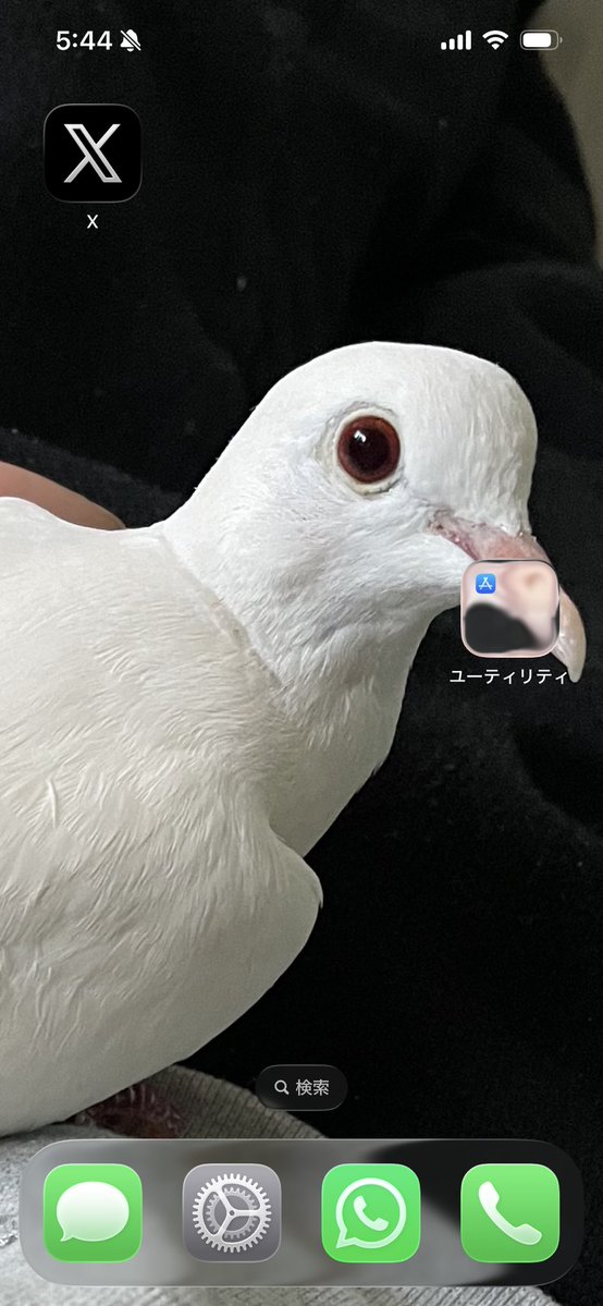 masurunew's tweet photo. 待ち受け画面にもしてるうちの愛鳥。海外の仕事のたびにペットホテルにあずけているけと今や人が泊まるよりペットの宿泊料金は高くなっている。都内で鳩を飼うのは犬猫よりも難しい。 https://t.co/9PqgnI84MR