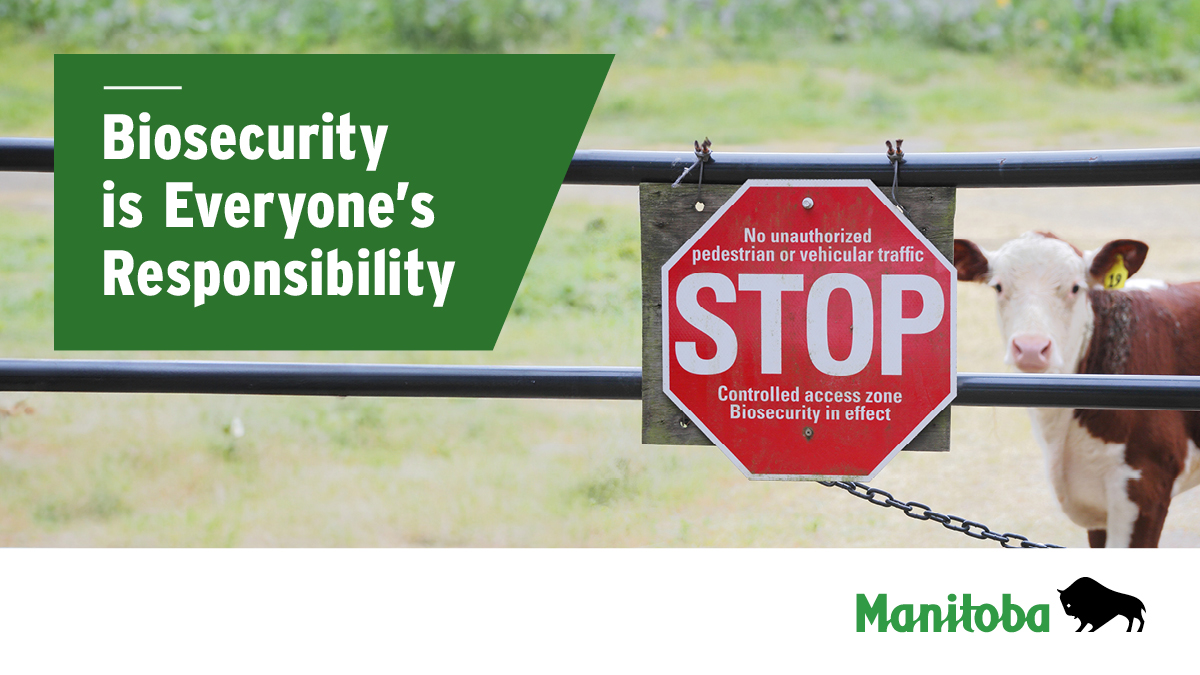 MBGovAg's tweet photo. Biosecurity is one of the most effective tools for protecting livestock and poultry. Learn how everyday management practices can help keep animals healthy at https://t.co/BZY9NlsmYG. #MBAg https://t.co/H9ymAP90z4