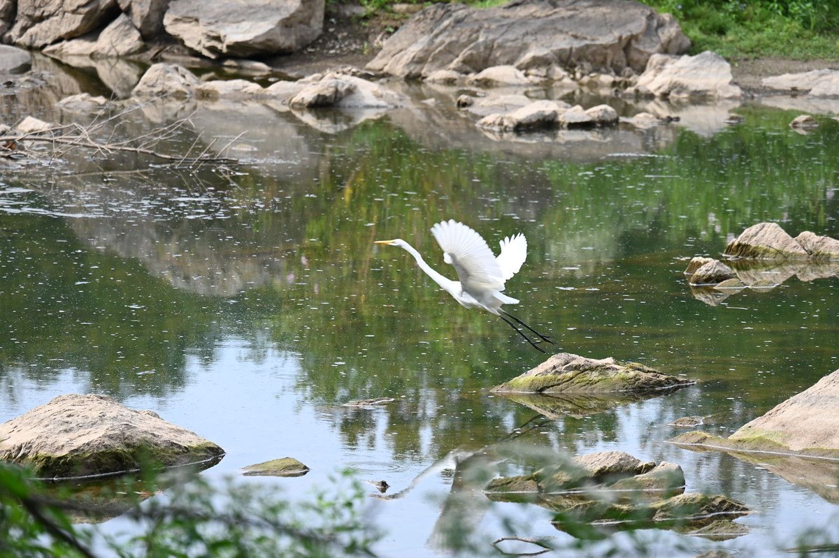 An egret taking flight on the Potomac