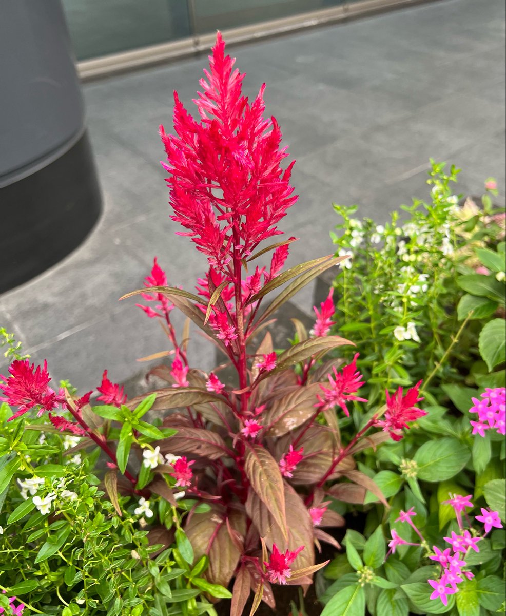 kaori_yoneyama's tweet photo. おはよね！#今日の花 葉？ https://t.co/cNjqiJ6kVa