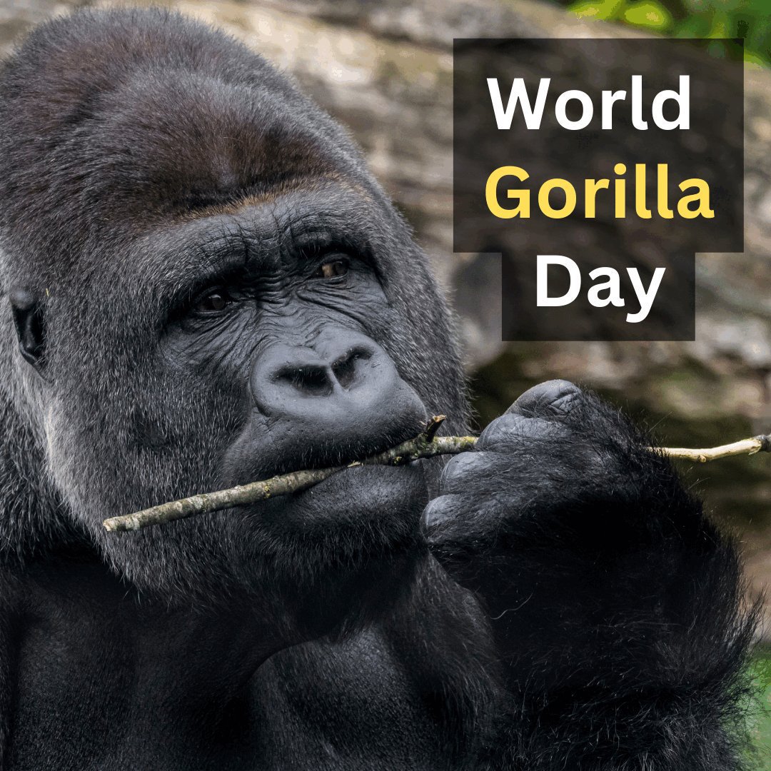UN's tweet photo. Gorillas play a key role in maintaining healthy ecosystems, including by dispersing the seeds of the fruit they eat.

Thursday’s #WorldGorillaDay is a reminder of the threats they face and the need to protect these endangered animals and their habitats.

— via @UNEP https://t.co/GuHAjHfr4i