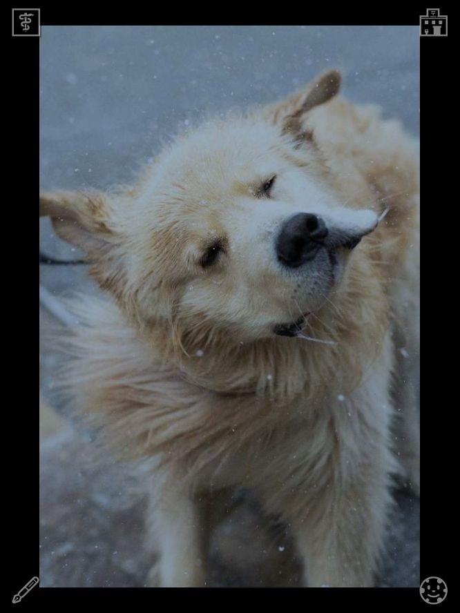 DK0625's tweet photo. I feel sleepy all day wide awake all night against my own will. My internal clock is permanently reversed and refuses to follow normal human sleeping schedules or routines at all.🐉Walk with dog in the rain Wet but happy https://t.co/noNirkLi9f