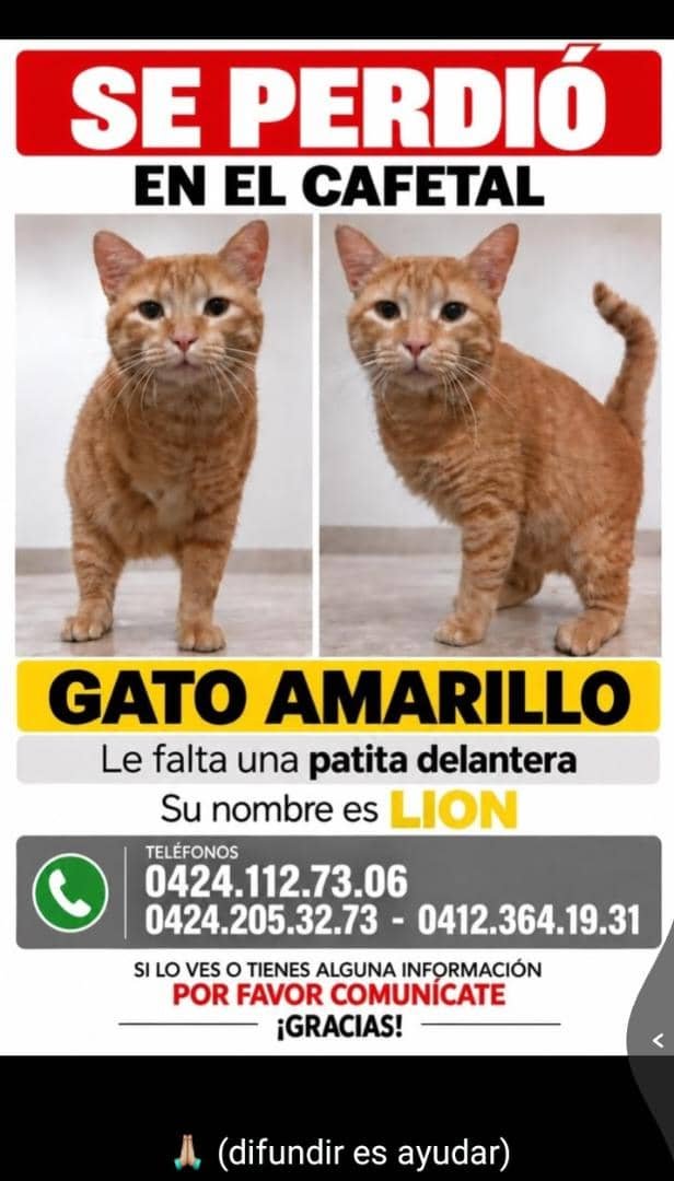 gracon27's tweet photo. #Caracas
#ElCafetal

🛑🛑🛑🛑🛑🛑🛑🛑🛑🛑🛑
Favor difundir🙏🏻
Gracias 🫂🇻🇪 https://t.co/K4oakj6Y0S