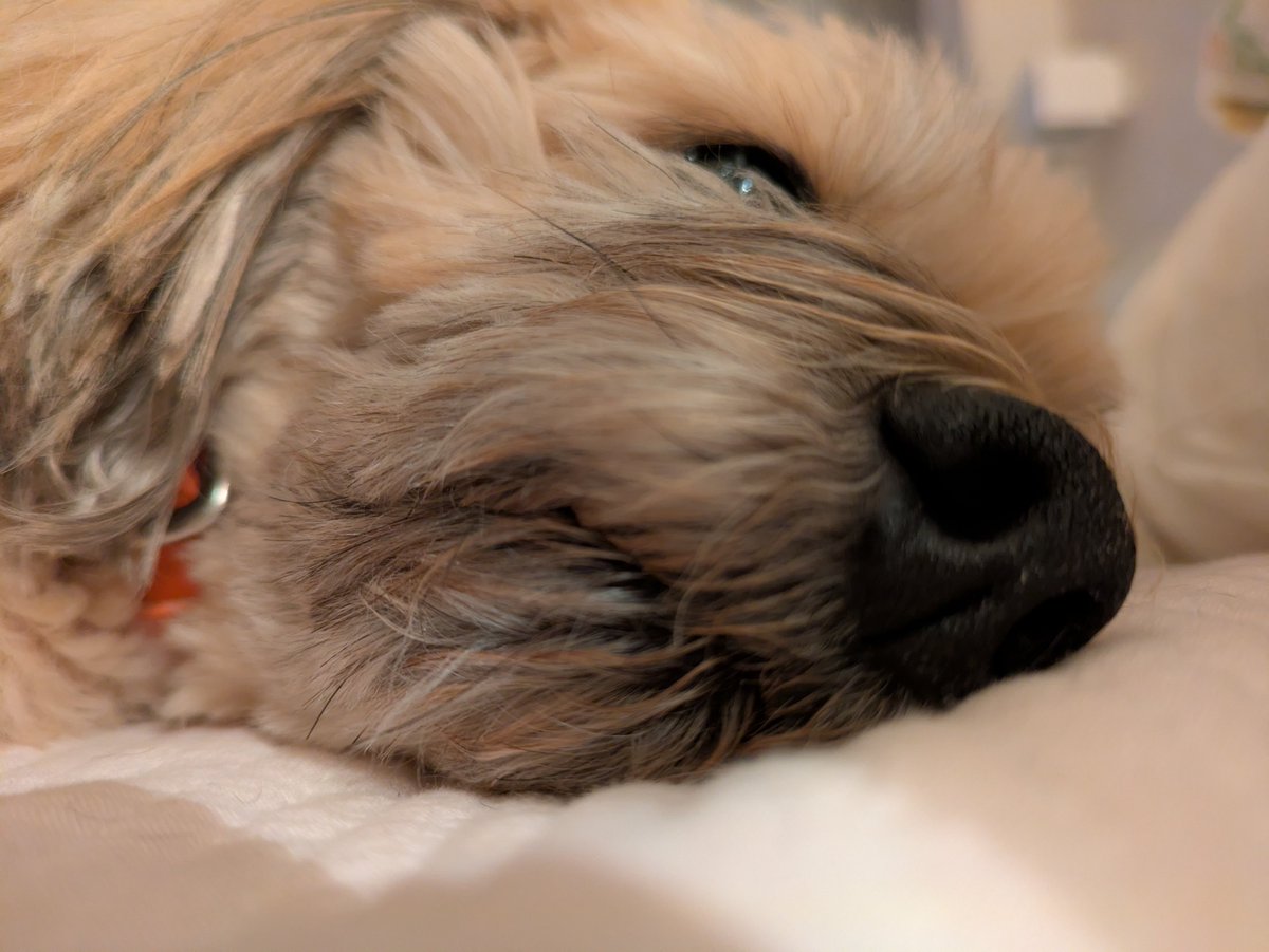 5ooc_rumico's tweet photo. さてと今日から仕事だワン🐶 https://t.co/iWxMrZaSJR