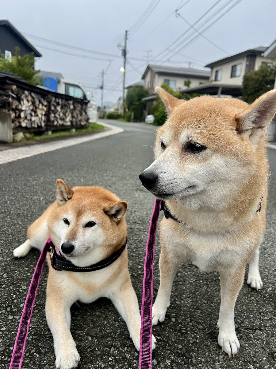 jajagi7jajagi's tweet photo. おはようございます☁️
今日もご安全に https://t.co/G6EWiUru1z