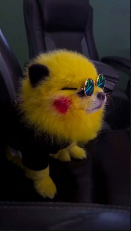 Zaza_Pikachu's tweet photo. The solana:CARDSccUMFKoPRZxt5vt3ksUbxEFEcnZ3H2pd3dKxYjp ecosystem is only getting started, heard they are looking for a mascot 👀

The Pikachu Dog solana:8QCZSz8Ae34ubN6oTqCTLmihQBTKEwDKDR7fti4upump https://t.co/7T9OiO8i4U