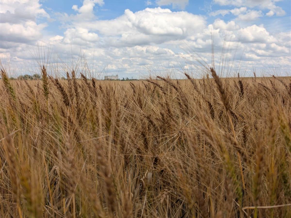 ranchflip's tweet photo. Feature Ranch:  Auction - 1,499 +/- deeded acres productive dryland farmland and quality native pasture in Rush Co., KS. Offered in 5 tracts &amp; combinations. Thursday, October 22nd @ 10:00 AM CT.  Conducted by Scott Shuman with @HallandHall. https://t.co/7dm5fu25lu https://t.co/tqAveVaWDJ