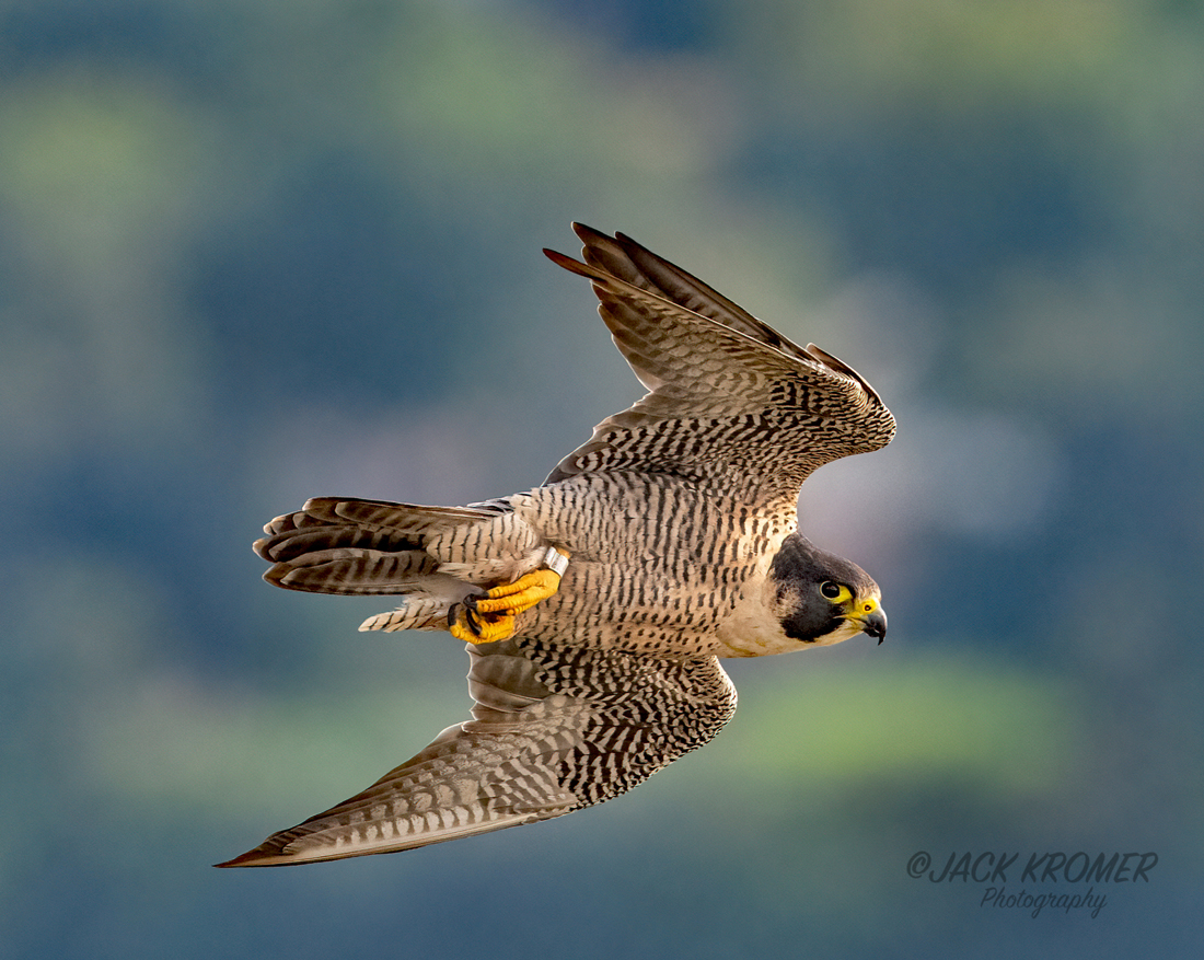 kromerpics's tweet photo. It's been 2 months since I had the chance to look for Peregrine Falcons.Checked that off today when I walked up to the edge of the cliff high above the Hudson River &amp;  had 3 eventually fly up near me. Fun birds to photograph. Love it when they give you 'the look' as they zoom by https://t.co/4zprapWNPl