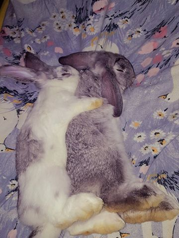 ashyaywoohoo's tweet photo. me sleeping with and cuddling my beautiful girlfriend... https://t.co/w4rXAUo6y0