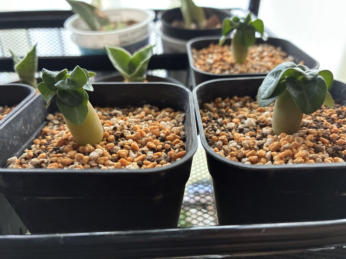 pipiko0830's tweet photo. 昨日結構肌寒かったので夜は室内に移動した実生ちびちゃん達🌱

今のところ脱落者はないけども！
斑入りと勝手に認定した成長不良の子の葉が怪しかったり復活したり…
🥺ｶﾞﾝﾊﾞﾚ

さてさて、昨日は天気予報がはずれて昼前からずっと雨だったけど、今日はほんとに晴れるんでしょうね
😒ﾓｰ https://t.co/OQ4tv5MxX6