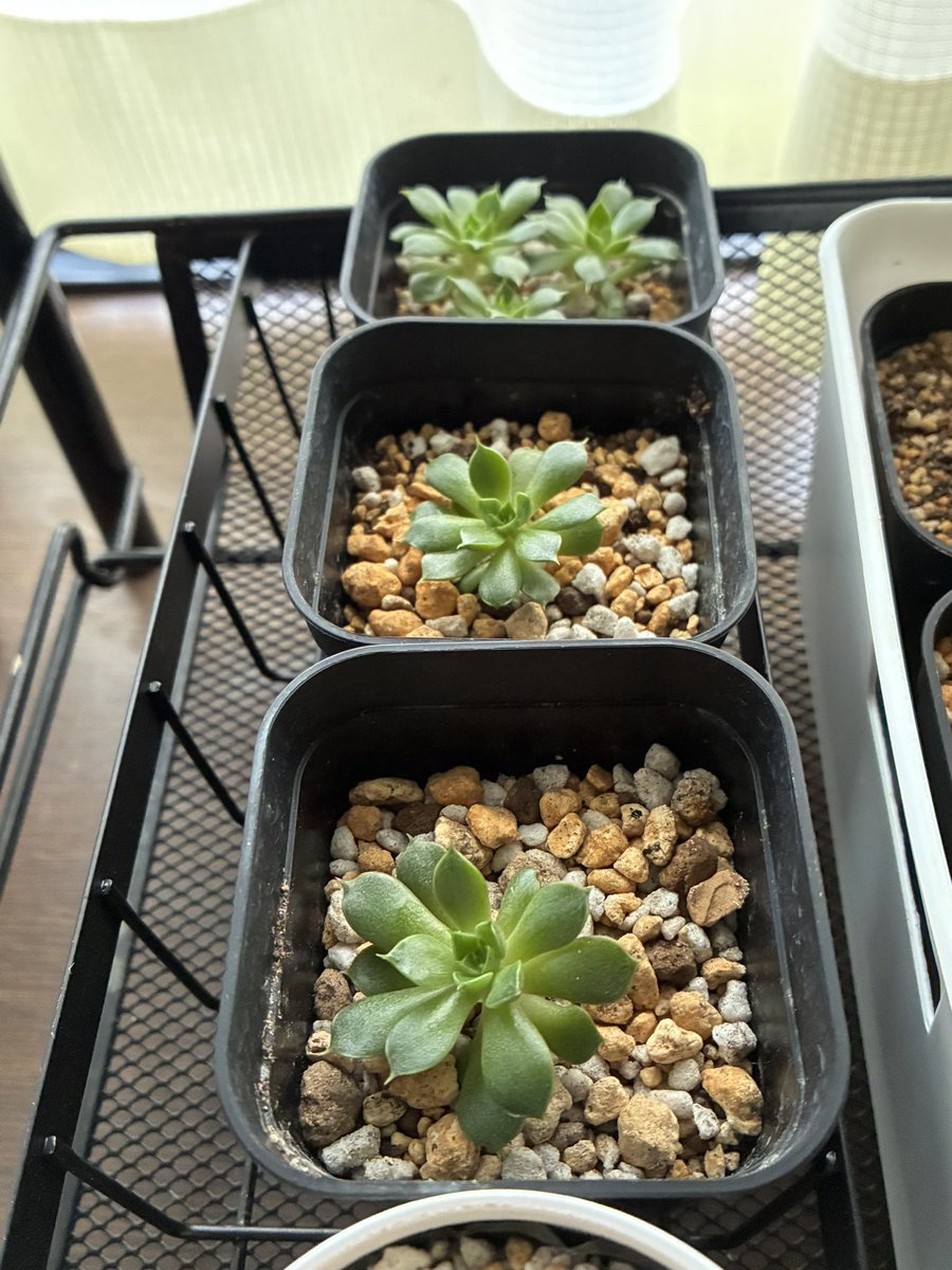 pipiko0830's tweet photo. 昨日結構肌寒かったので夜は室内に移動した実生ちびちゃん達🌱

今のところ脱落者はないけども！
斑入りと勝手に認定した成長不良の子の葉が怪しかったり復活したり…
🥺ｶﾞﾝﾊﾞﾚ

さてさて、昨日は天気予報がはずれて昼前からずっと雨だったけど、今日はほんとに晴れるんでしょうね
😒ﾓｰ https://t.co/OQ4tv5MxX6