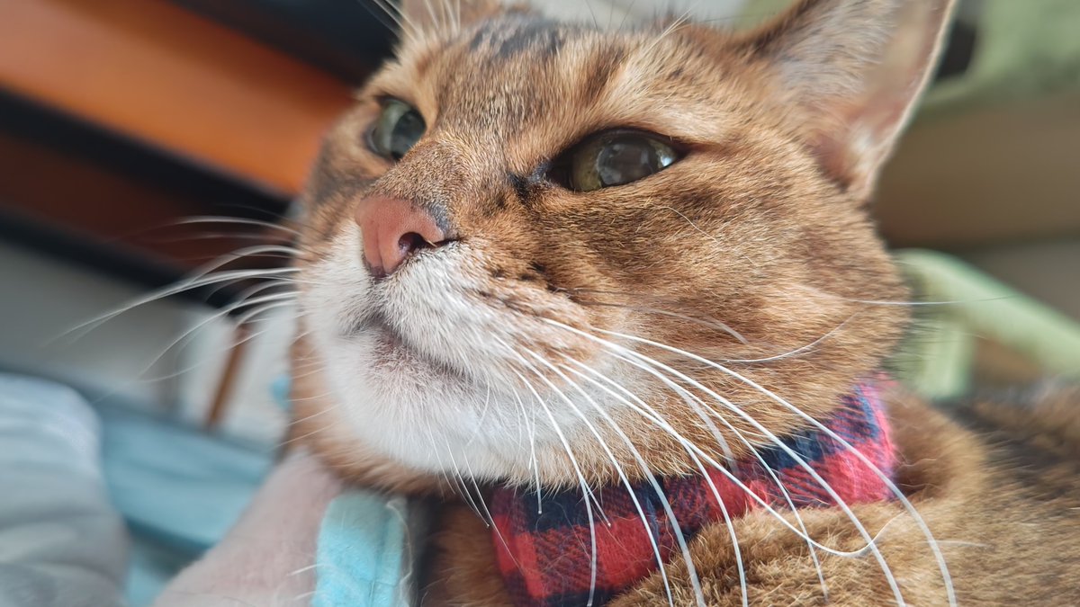kikitolala1's tweet photo. おはようございます。

#猫のいる暮らし https://t.co/B0EfWVcu9L
