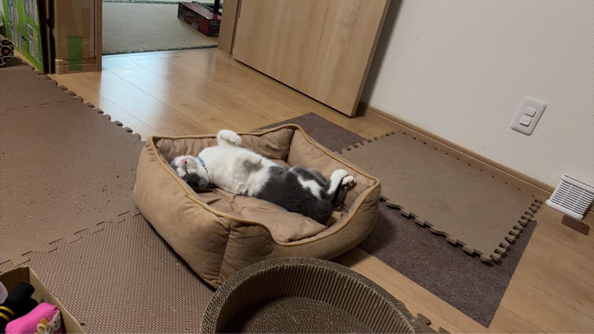 8248hatsu's tweet photo. 私が昨日お出かけの間の様子
旦那に懐くつゆ、仰向けなつ

#猫
#初めてすぎて分からない
#つゆが我が家に来て96日目
#なつが我が家に来て42日目 https://t.co/Kxi2FeJcbw