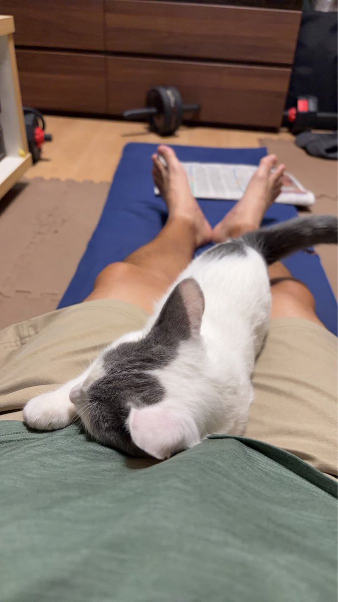 8248hatsu's tweet photo. 私が昨日お出かけの間の様子
旦那に懐くつゆ、仰向けなつ

#猫
#初めてすぎて分からない
#つゆが我が家に来て96日目
#なつが我が家に来て42日目 https://t.co/Kxi2FeJcbw